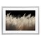 Stupell Industries White Feathers Windblown Grasses Framed Print Under Glass, design by Decent Exposures